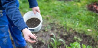 Чим підживити ґрунт, щоб підвищити його родючість 