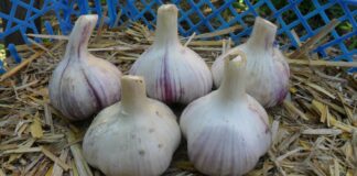 Коли садити ярий часник навесні 2024