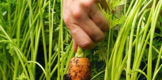 Експерти розповіли, як підвищити врожайність моркви