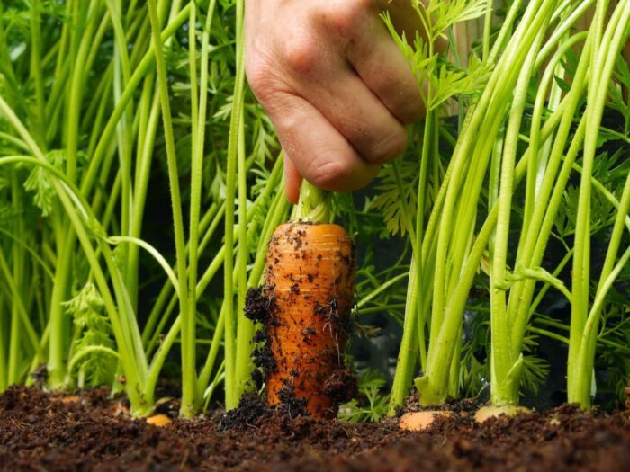 Експерти розповіли, як підвищити врожайність моркви