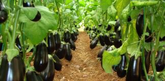 Городники розповіли, чим підживити баклажани в липні