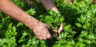 Дачники розповіли, як правильно обрізати петрушку 
