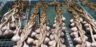 Як правильно зберігати часник в погребі 