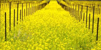 Агрономи пояснили, чому восени важливо висівати сидерати