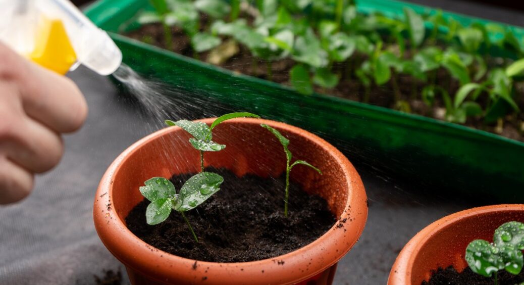 1 ложка на літр води і будь-які живці вмить обростуть корінням: потужний укорінювач. Моєї роботи мінімум 