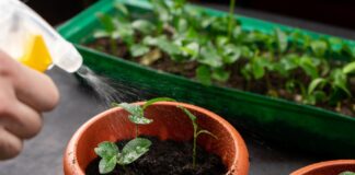 Як правильно поливати рослини в квартирі: поради садівникам