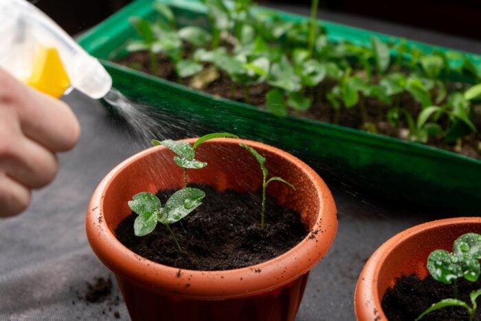 Прості правила поливу розсади допоможуть вам виростити міцні рослини та отримати щедрий врожай