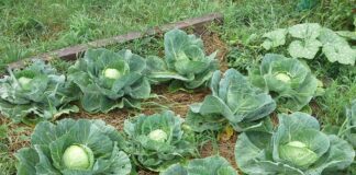 Агрономи назвали 5 найкращих сортів капусти для посадки