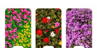 Психологічний тест на задоволення від життя: оберіть свою клумбу 