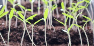 Пікірування чи перевалка: дачники розповіли, що краще 