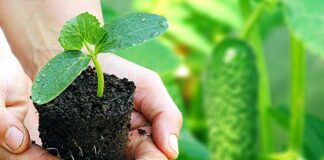 Що варто зробити на початку весни перед сіяння насіння 