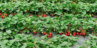 Городник розповів, чому восени треба обов'язково поливати полуницю