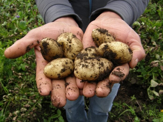 Як отримати щедрий врожай картоплі