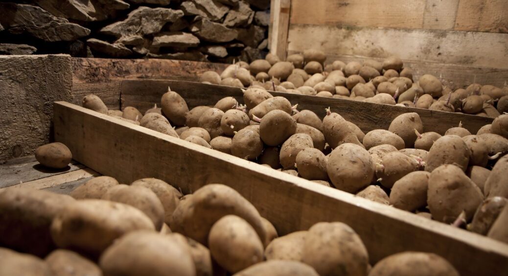 Картопля пролежить хоч вічність, але навіть не почне гнити: мама чоловіка розповіла це ще у перший рік шлюбу 