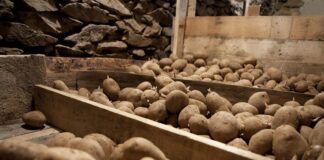 Як правильно зберігати картоплю