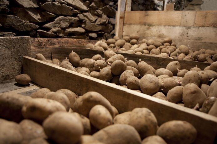 Як правильно зберігати картоплю