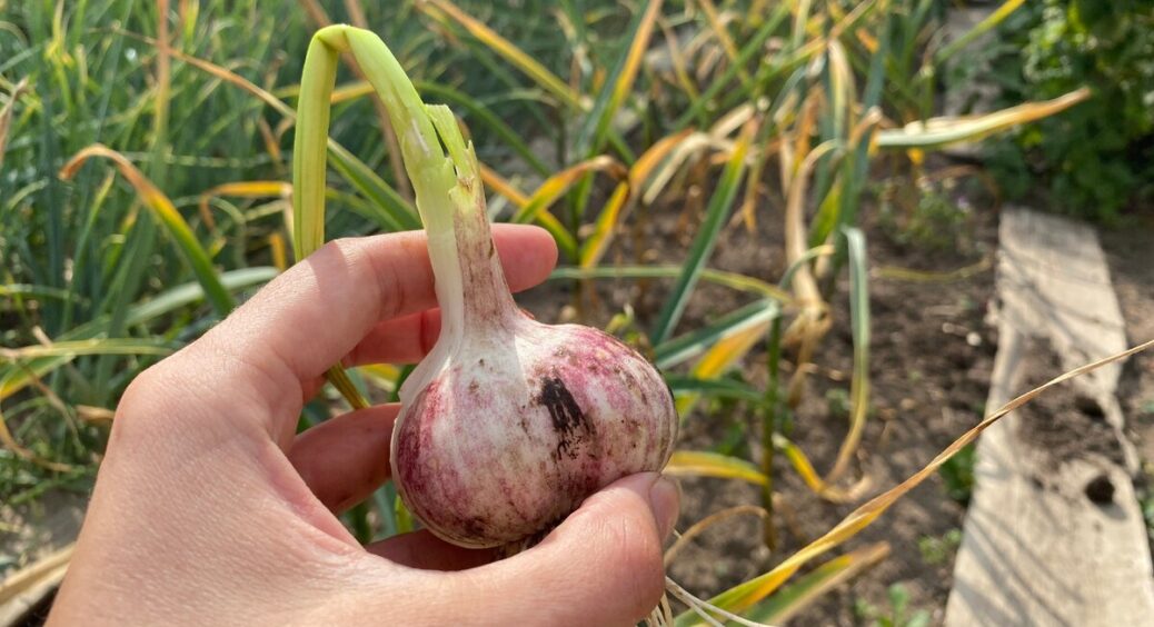 Дивлюся на 2 вірні ознаки і копаю часник завжди вчасно: свекруха дивується, що я молода, але вже знаю про це 