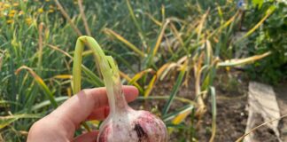 Експерти розповіли, коли потрібно викопувати часник 