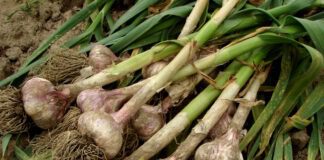 Чим удобрювати часник навесні