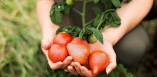 Як за хвостиками томатів обрати найсолодші плоди