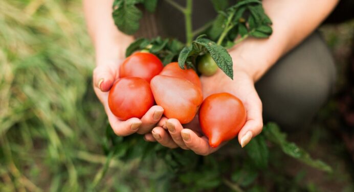 Хитрі господині вибирають помідори так: усі як один солодкі та смачні – ось на що дивитися у хвостиках 