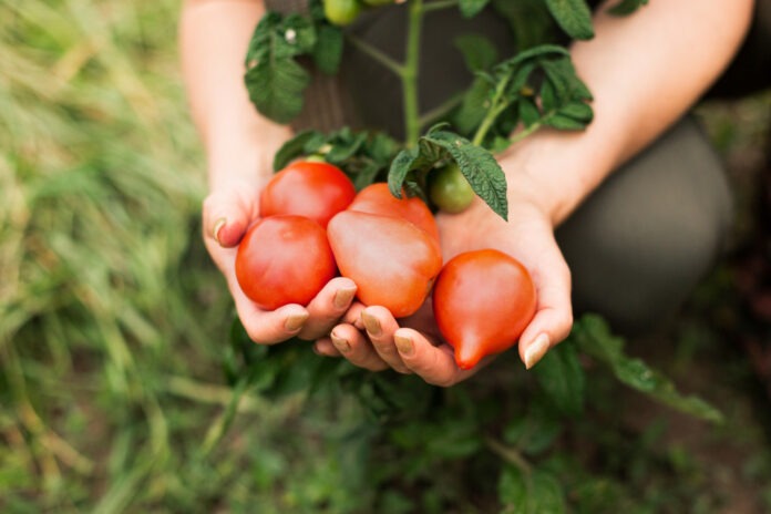 Як з легкістю виростити апмельні помідори