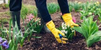 Які овочі не варто садити на городі