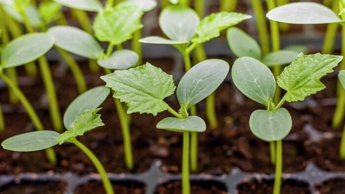 Досвідчені городники назвали найкраще добриво для розсади огірків – буде міцна та щедро вродить