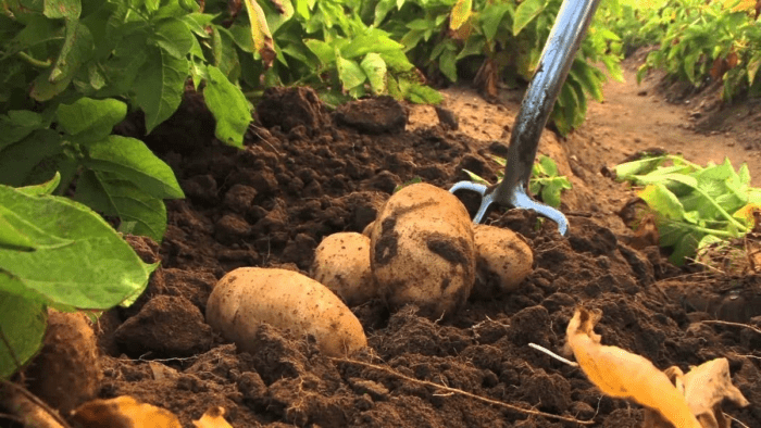 Досвідчені городники розповіли про основні способи відновлення ділянки після вирощування на ній картоплі