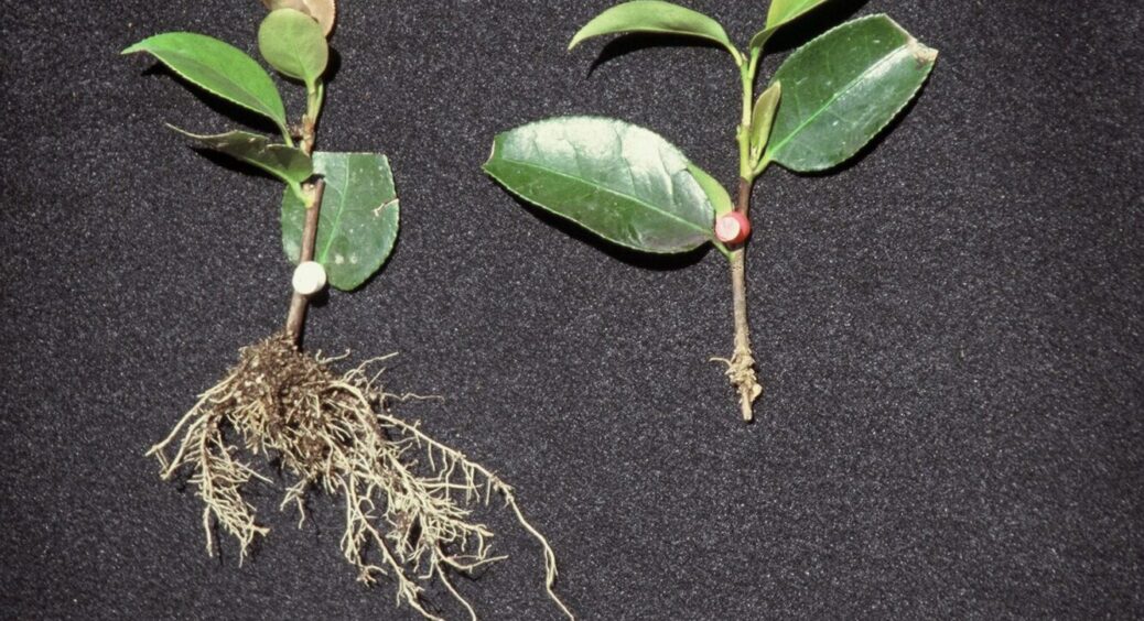 Скажу чесно: цей укорінювач з моєї 5-річної практики перевершує куплені препарати — корені пруть на очах 