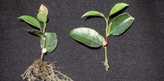 Садівники порадили, як приготувати домашній укорінювач