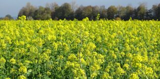 Сидерат для родючості ґрунту