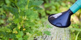 Чим удобрити город для врожаю