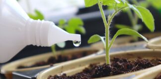 Городник розповів, як вберегти розсаду від хвороби чорної ніжки