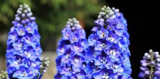 Садівники назвали найкращі багаторічники для присадибної ділянки