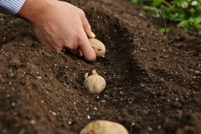Експерти розповіли про основні правила вирощування картоплі в домашніх умовах – просто та якісно