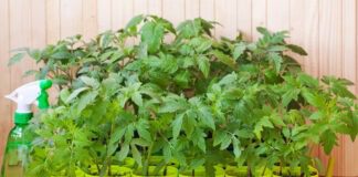 Помилки під час вирощування розсади