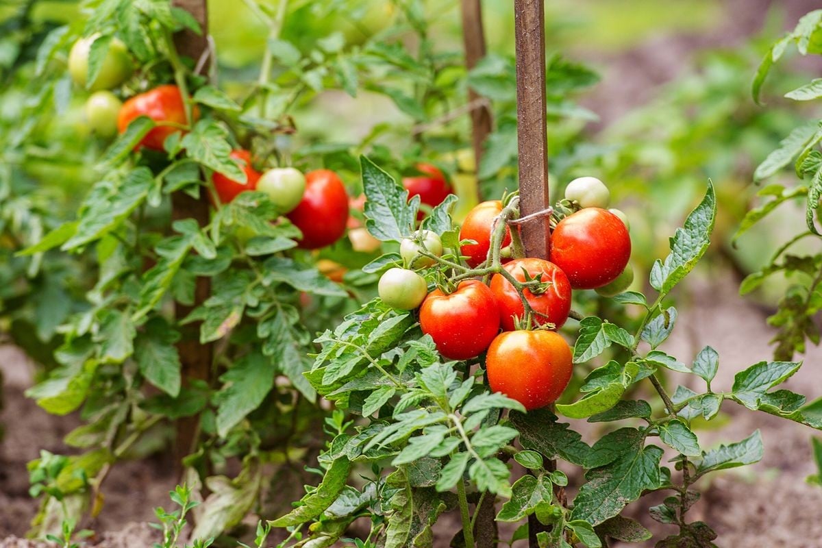 Чим підживити томати для кращого росту