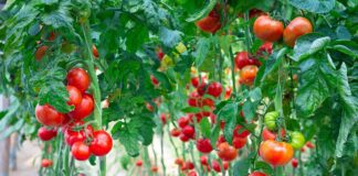 Городник пояснив, навіщо посипати молоді томати золою