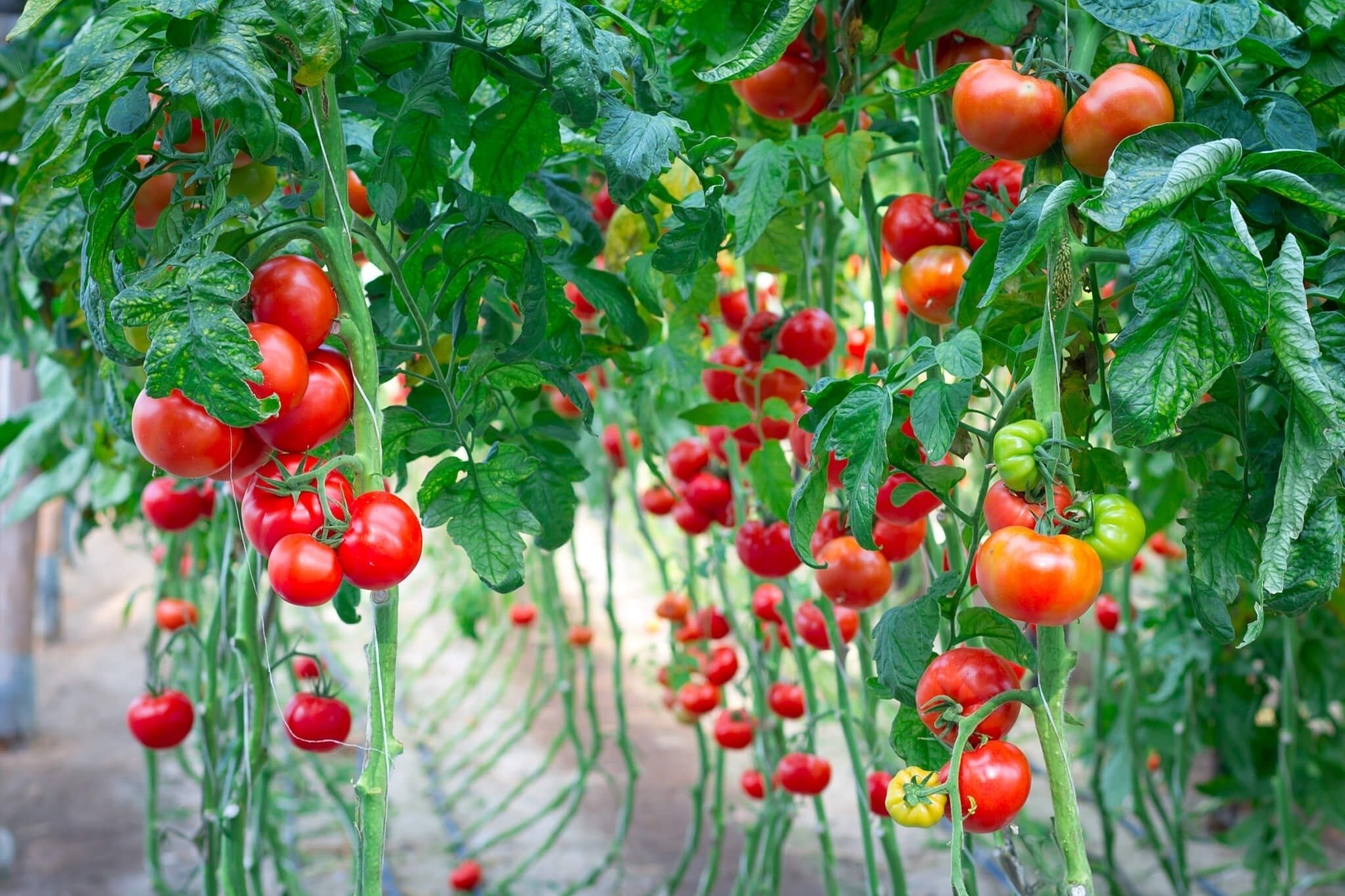5 найкращих гібридних сортів томатів для посадки в 2024 році