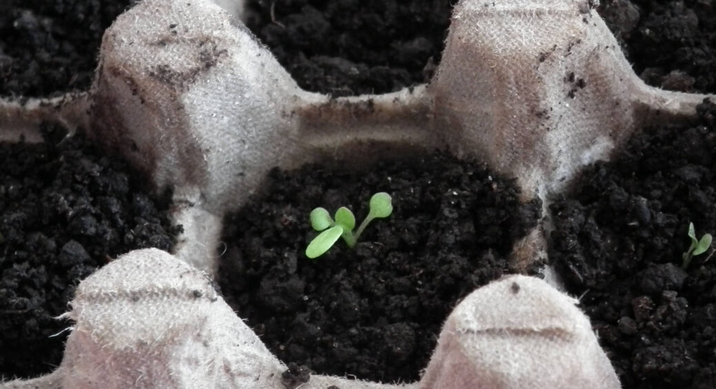 Ні бур’янів, ні проріджування. Вирощую розсаду моркви вдома в комфорті: потім беру і відводжу грядку на дачу 