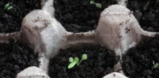 Як із підручних засобів зробити горщики для розсади