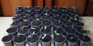 Названо краще добриво для розсади