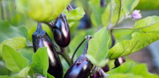 Найкращі сорти баклажанів