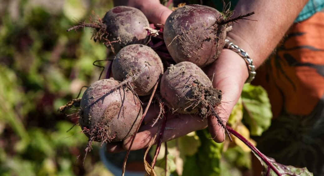 Цей буряк сіяла і буду сіяти завжди: найсолодший. Найкращі сорти та гібриди для зберігання на всю зиму 