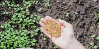 Городники розповіли, які сидерати треба сіяти в серпні
