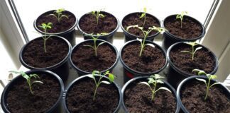 Дачники розповіли, чим заборонено поливати розсаду 