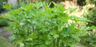 Як уникнути в'янення та пожовтіння петрушки на підвіконні