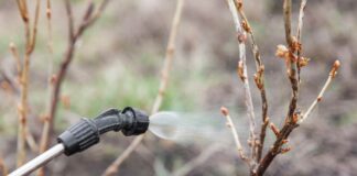 Як боротися з шкідниками на городі