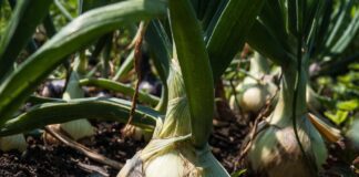 Як правильно вирощувати цибулю